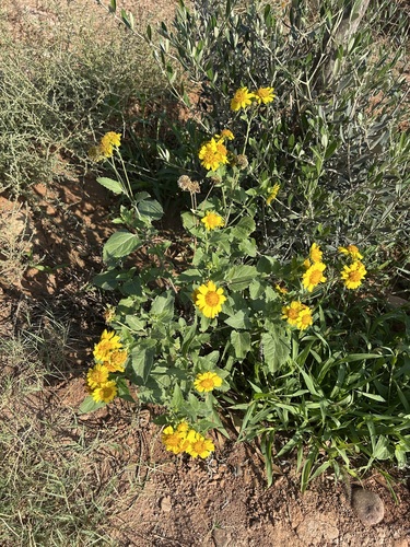 cowpen daisy