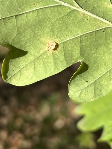 Smooth Spangle Gall Wasp