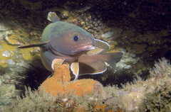Lotella rhacina