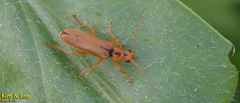 Lycocerus vitellinus