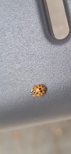 Asian Lady Beetle