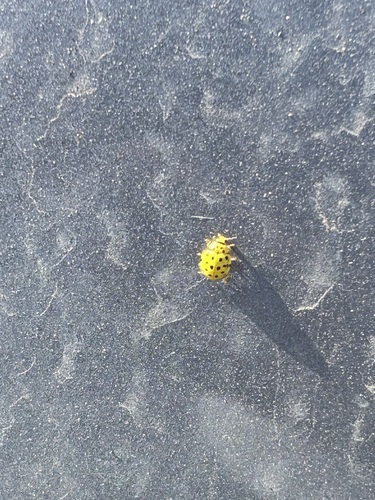 22-spot Ladybird