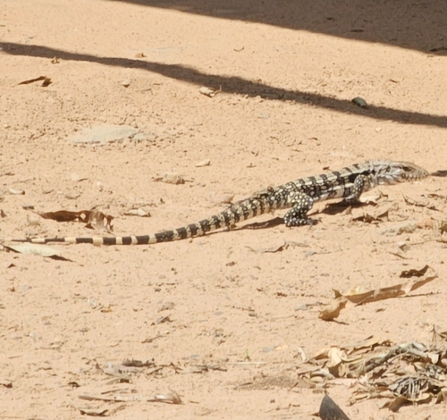 Argentine Black-and-white Tegu