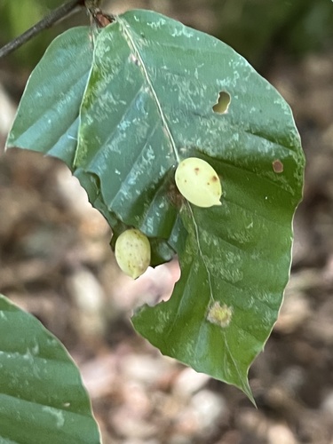 Beech Gall Midge