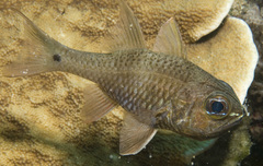 Ostorhinchus norfolcensis