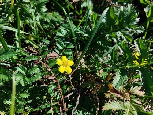common silverweed