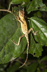 Acanthosaura lepidogaster