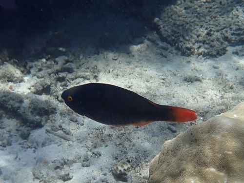 Scarus tricolor observed 2026-10-12
