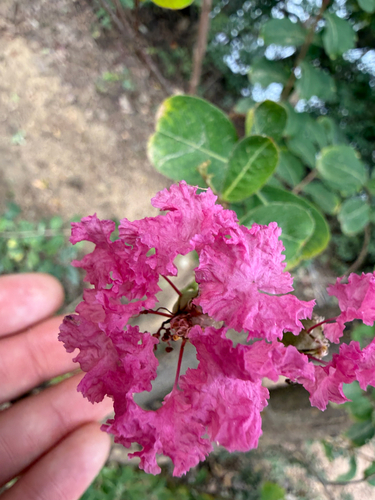 Lagerstroemia indica observed 2026-10-12