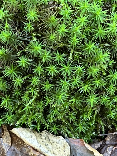 Bank Haircap Moss