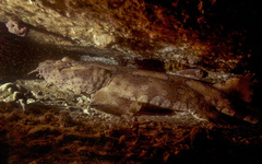 Orectolobus halei