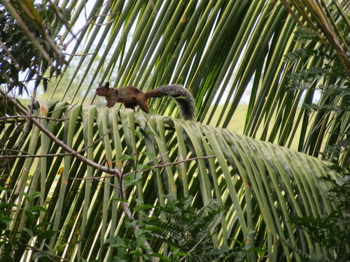 Guayaquil Squirrel