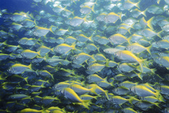 Schuettea scalaripinnis