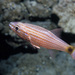 Wolf Cardinalfish - Photo (c) Erik Schlogl, some rights reserved (CC BY-NC), uploaded by Erik Schlogl
