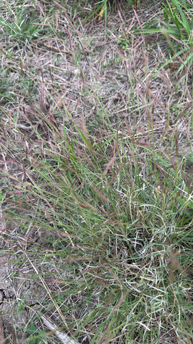 Red Grama