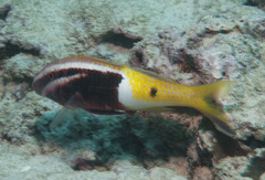 Parupeneus barberinoides