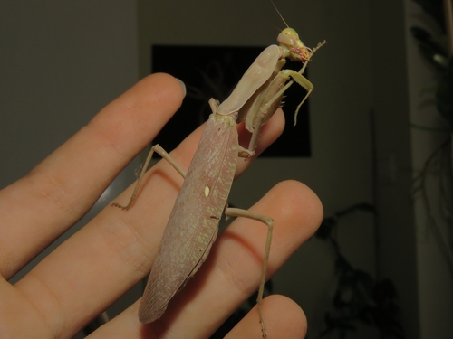 Transcaucasian Giant Mantis