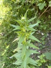 Lithospermum officinale