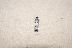 Notocelia rosaecolana