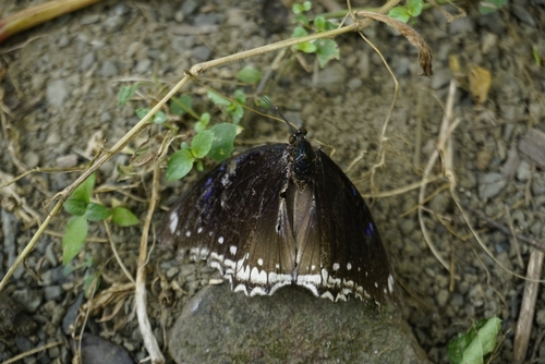 Great Eggfly
