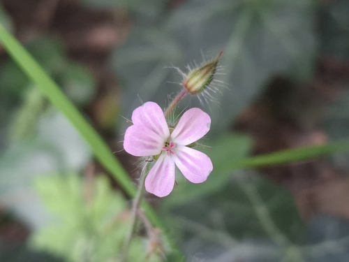 Herb Robert