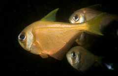 Pempheris compressa