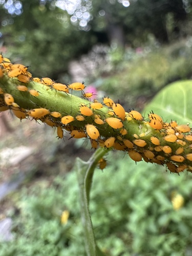 Oleander Aphid