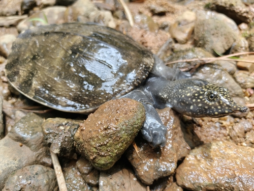 Southeast Asian Softshell Turtle