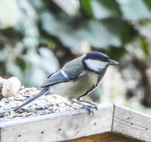 Great Tit