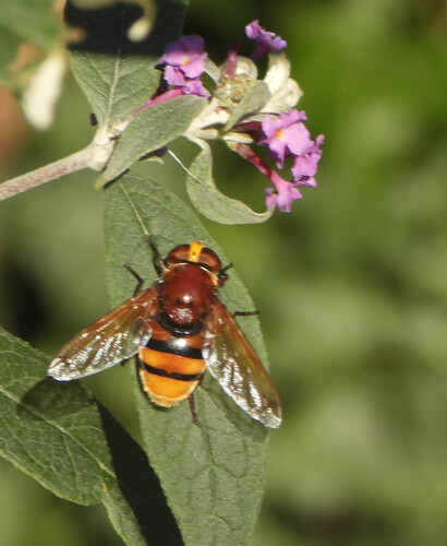 Hornet Mimic Hover Fly