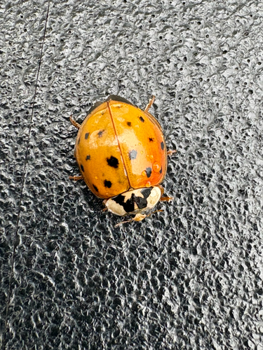 Asian Lady Beetle