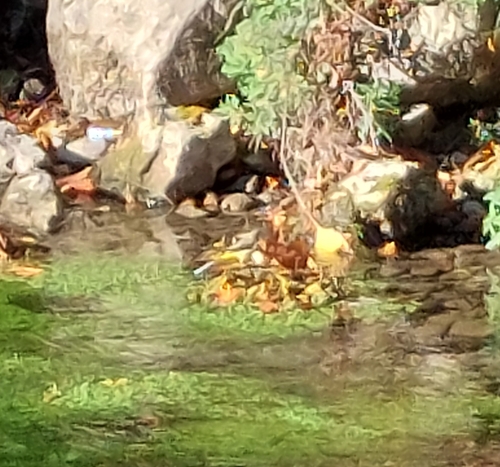 Grey Wagtail