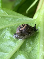 Novisuccinea ovalis