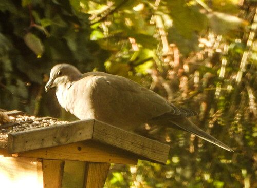 Eurasian Collared-Dove
