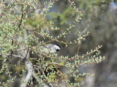 Poecile atricapillus image