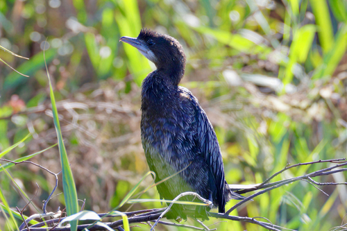 Pygmy Cormorant