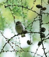 Muscicapa striata