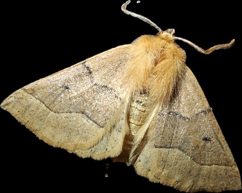 Crocallis tusciaria