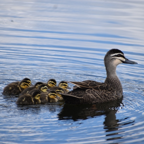 Pacific Black Duck