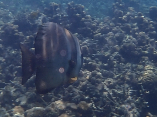 Platax teira observed 2026-10-12