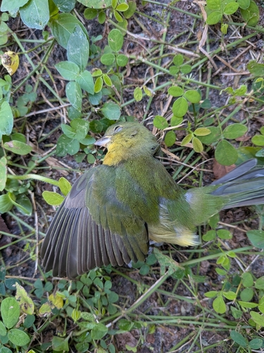Painted Bunting