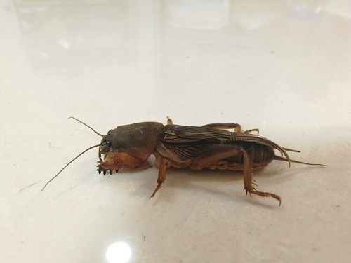 Oriental Mole Cricket