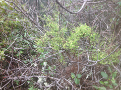 Galium porrigens porrigens