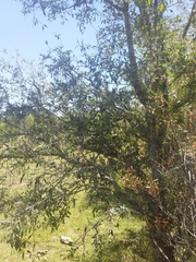 Sebastiania commersoniana