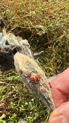 Large Milkweed Bug