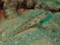 Ctenogobiops mitodes