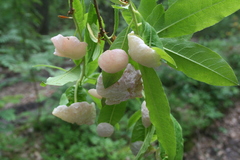 Exobasidium vaccinii