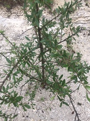 Aloysia gratissima