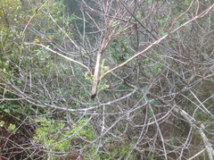 Galium porrigens porrigens