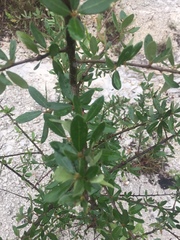 Aloysia gratissima